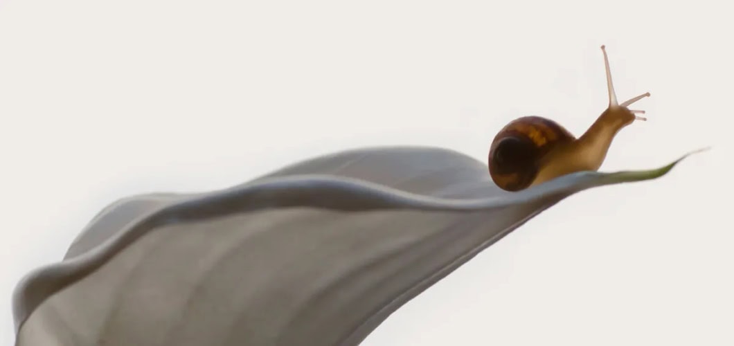 Snails on My Face Here’s What You Need To Know Featured Image