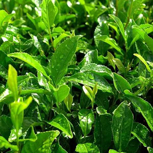 ISNTREE Green Tea Fresh Emulsion 120ml