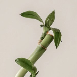 [KAINE] Green Calm Aqua Cream 70ml 1