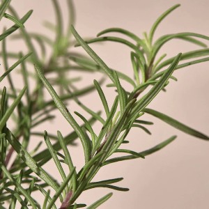 [KAINE] Rosemary Relief Gel Cleanser 150ml